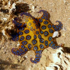 Blue Ringed octopus Western Australia electric blue rings.