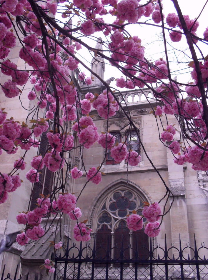Cascading blossom reveal a glimpse of the cathedral on a cloudy day in spring.