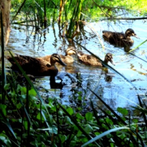 There in a mud puddle at the edge of our local swamp this little family of duckies begged to be photographed. I obliged.