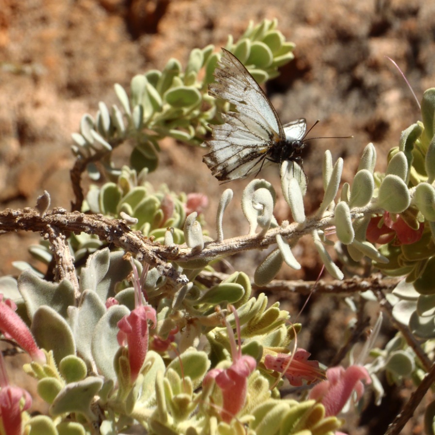 This butterfly rested on the plant in the Exmouth Gorges, its tattered wings nearing their end and yet it still flew off into the sunshine. https://amaviedecoeurentier.wordpress.com/2015/05/24/thought-for-the-day-fly/