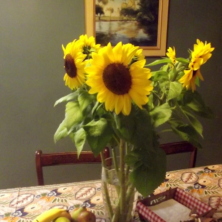 These sunflowers on our table have grown from buds to huge blossoms over the week.