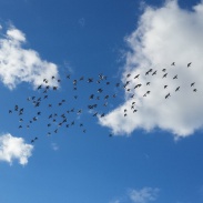 Flock of Birds, Perth, Western Australia