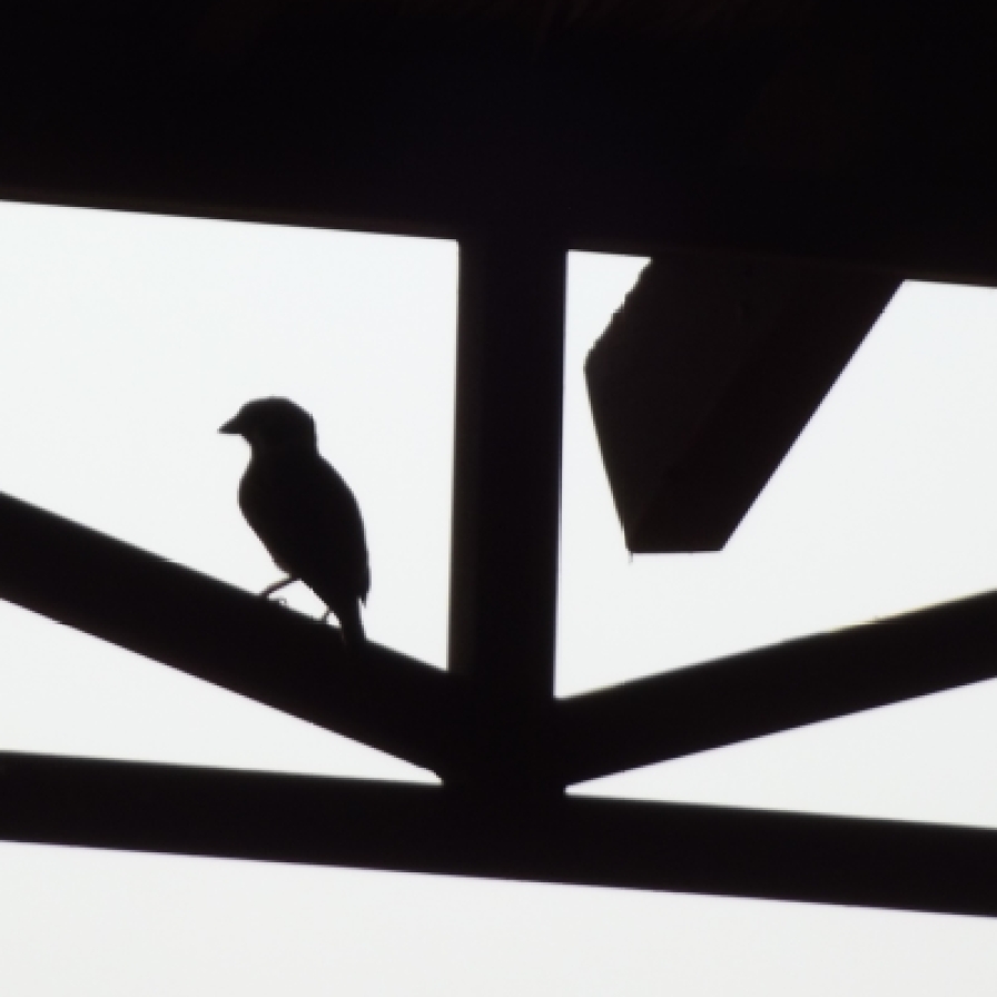 Some little swallows perched on the rafters in Cambodia. Do not be fooled by their cuteness!