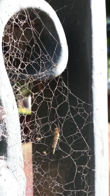 A spider's dream! Photographed in the morning passing through an old gate.