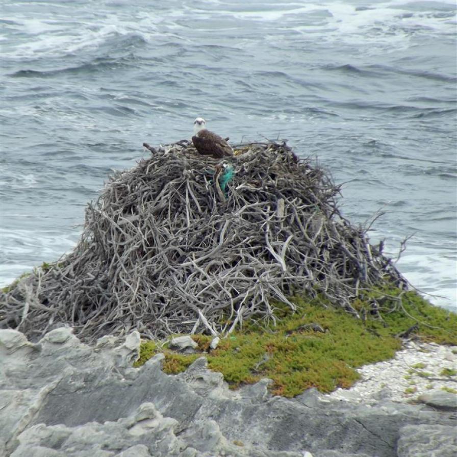 On a rocky outcrop in the ocean this wonderful sea eagle sits atop its amazing nest of driftwood.